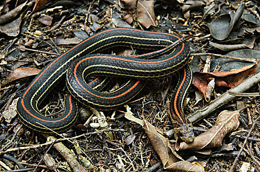 条纹,蛇,林中地面,巴戈国家公园,马来西亚
