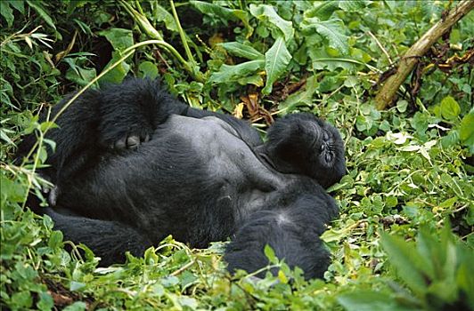 山地大猩猩,大猩猩,打盹,国家,卢旺达,非洲