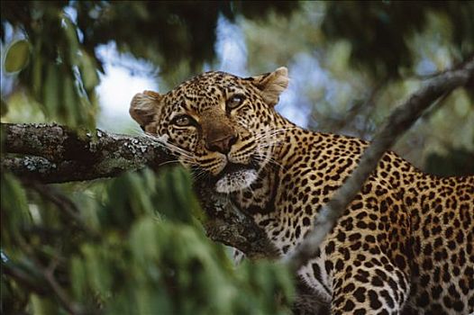 豹,休息,树上,肯尼亚