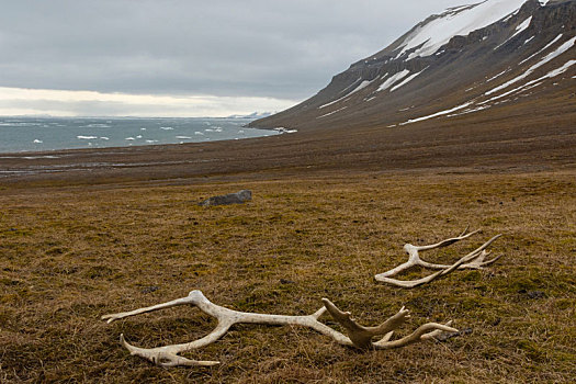 驯鹿,鹿角,苔原,岛屿,斯瓦尔巴特群岛,挪威
