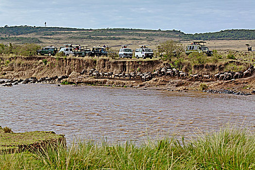 旅游,交通工具,角马,迁徙,马拉河,马塞马拉野生动物保护区,肯尼亚