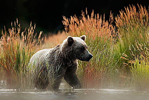 棕熊,布鲁克斯河,卡特麦国家公园,保存,阿拉斯加,半岛,西部,美国
