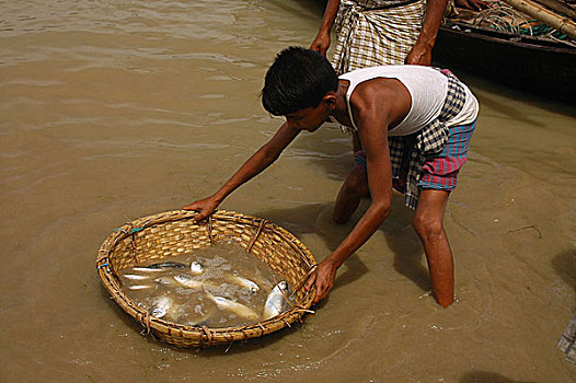 渔夫,洗,抓住,鱼,市场,孟加拉,七月,2005年