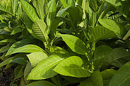 烟草植物,花烟草,蒙特利尔,魁北克省,加拿大,北美