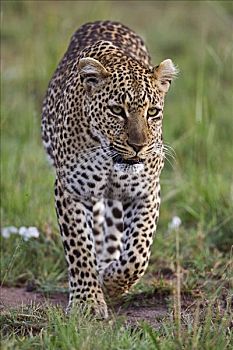 肯尼亚,纳罗克地区,马赛马拉,豹,徘徊,马赛马拉国家保护区