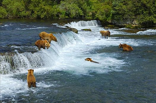 棕熊,熊,尝试,抓住,三文鱼,布鲁克斯河,溪流,瀑布,卡特麦国家公园,阿拉斯加,美国