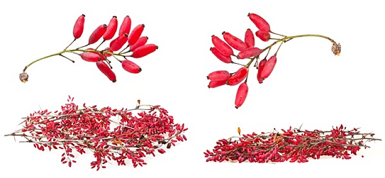 红色,小檗属,生长,成熟,水果