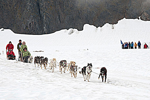 游人,狗,冰河,靠近,阿拉斯加,夏天