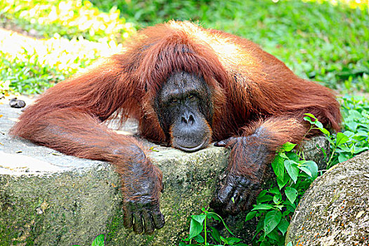 猩猩,黑猩猩,成年,休息,新加坡,东南亚,亚洲
