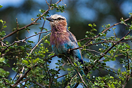紫胸佛法僧鸟,佛法僧属,栖息,树上,枝条,查沃,肯尼亚