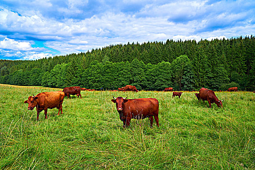 褐色,母牛,牛,哈尔茨山,树林,德国