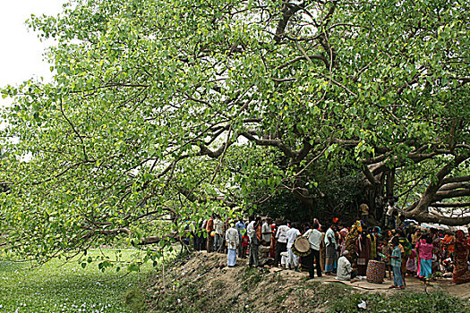 人,印度教,给,根,菩提树,新年,孟加拉,四月,2008年