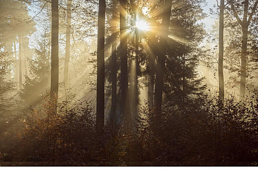 秋日树林,日出,晨雾,阳光,奥登瓦尔德,黑森州,德国