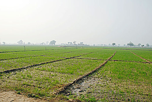 稻田,印度,亚洲