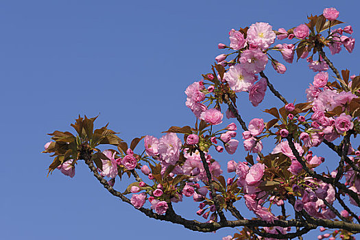 樱花,布尔根兰,奥地利