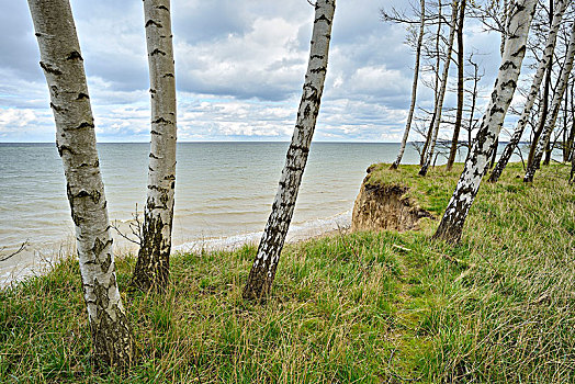 桦树,树林,陡峭,堤岸,波罗的海,梅克伦堡前波莫瑞州,德国