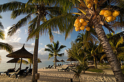 毛里求斯,酒店,手掌,椰子,海滩