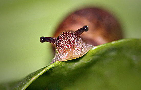长壳蜗牛的图片大全图片