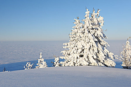 雪,遮盖,树,雾,山谷,库尔姆,瑞士乳牛品种,瑞士