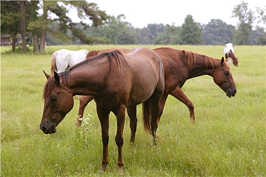 马,进食,草,德克萨斯,绿色,草地,自然