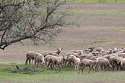 羊群,霍尔特巴杰,国家公园,世界遗产,匈牙利