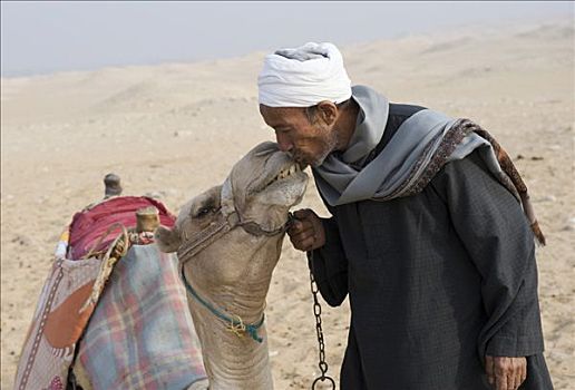 吻,骆驼,卧,沙子,沙漠,开罗附近,埃及,非洲