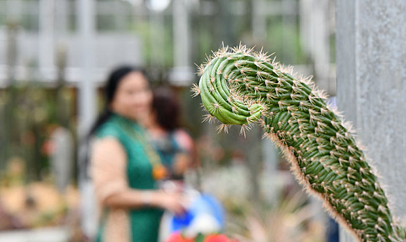 沙漠生长植物在贵州遵义茁壮成长