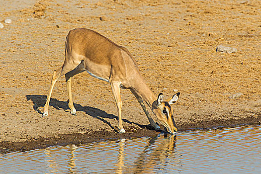 黑脸高角羚,黑斑羚,雌性,喝,水坑,埃托沙国家公园,纳米比亚,非洲