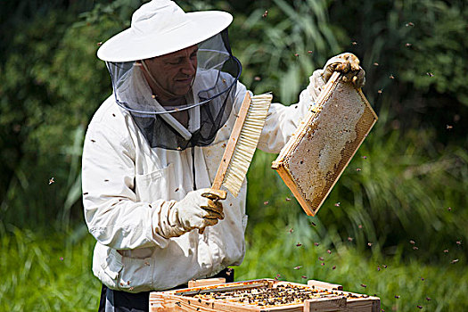 养蜂人,刷,蜜蜂,蜂窝,农场