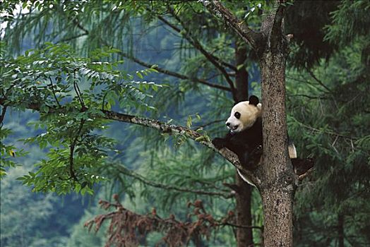 大熊猫,中国,研究中心,卧龙自然保护区