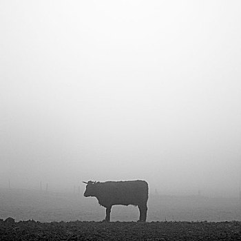 母牛,早晨,雾状,风景