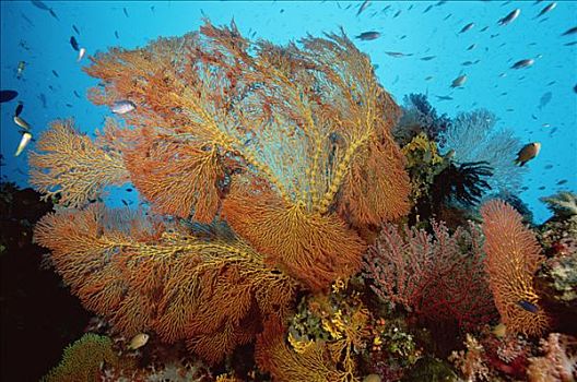 海扇,珊瑚,礁石,脚,深,所罗门群岛