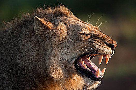 非洲狮,狮子,克鲁格国家公园,南非