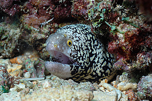 海鳗,鳗鱼,遮蔽,洞,礁石,马尔代夫