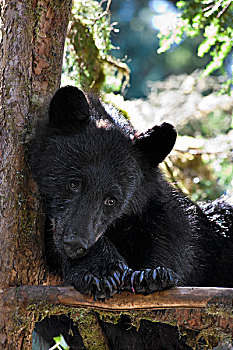 黑熊,美洲黑熊,寻找,休憩之所,树上,溪流,通加斯国家森林,阿拉斯加