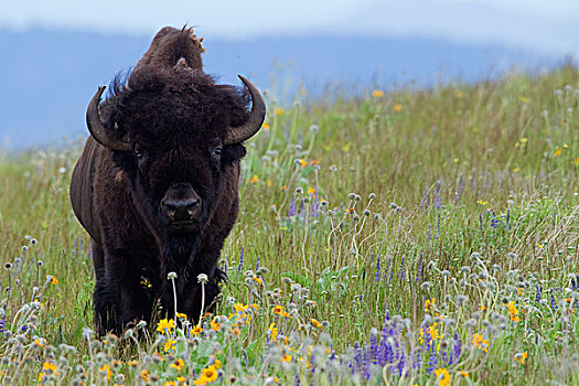 美洲野牛,野牛,公牛,野花,国家,蒙大拿