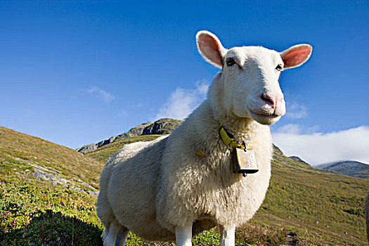 绵羊,挪威