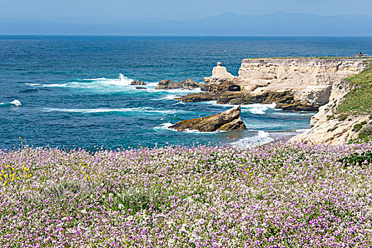 美国,加利福尼亚,海岸,小路,野花