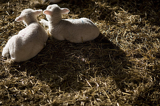 两个,羊羔,躺着,稻草