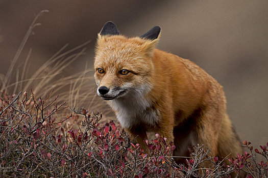 红狐,苔原,秋天,德纳里峰国家公园,室内,阿拉斯加