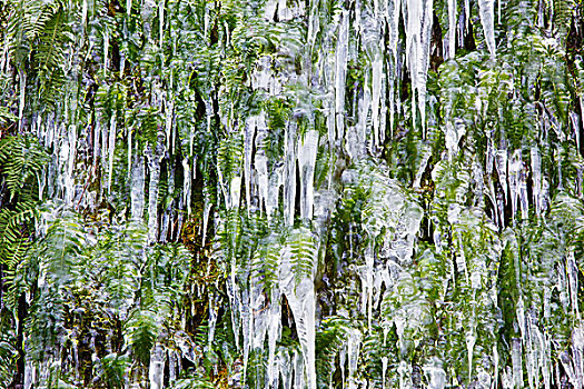 冰柱,蕨类,哥伦比亚河峡谷国家风景区,俄勒冈,美国