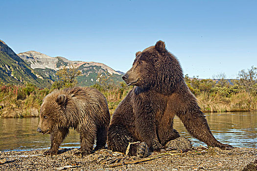 美国,阿拉斯加,卡特麦国家公园,大灰熊,母熊,幼兽,棕熊,休息,室外,三文鱼,河流,湾