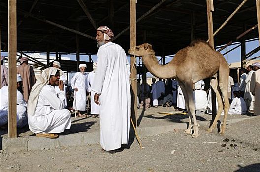 年轻,骆驼,出售,牲畜,市场,沙尔基亚区,区域,阿曼苏丹国,阿拉伯,中东
