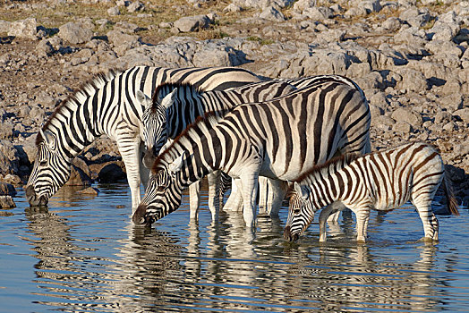牧群,斑马,马,站在水中,成年,小马,喝,水坑,埃托沙国家公园,纳米比亚,非洲