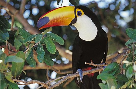托哥巨嘴鸟,鸟,潘塔纳尔,巴西,南美,动物
