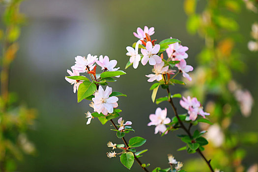 春暖花开,百花争艳