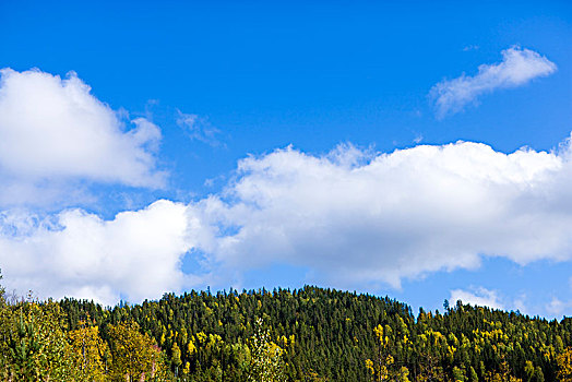 树林,白云,蓝天,瑞典