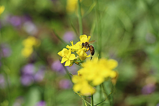 油菜花,蜜蜂