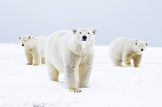 北极熊,母熊,两个,幼兽,走,冰冻,向上,区域,北极圈,国家野生动植物保护区,阿拉斯加