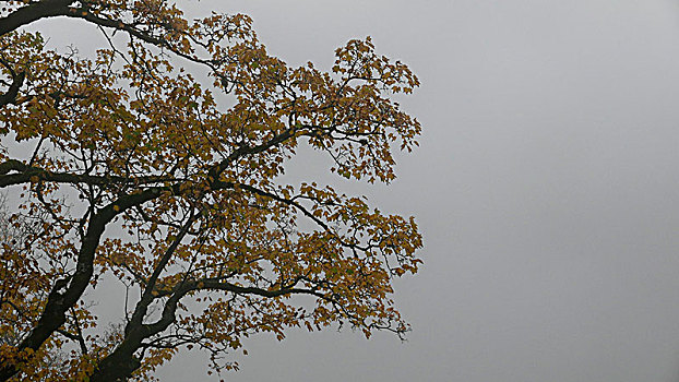 秋天,树顶,大槭树,雾,上巴伐利亚